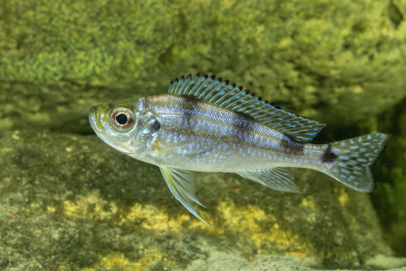 Haplotaxodon trifasciatus 'Izinga'